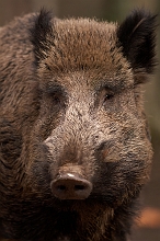Cinghiale femmina 2